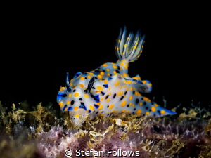 Just Grazin'. Nudibranch - Hypselodoris kanga. Chaloklum,... by Stefan Follows 